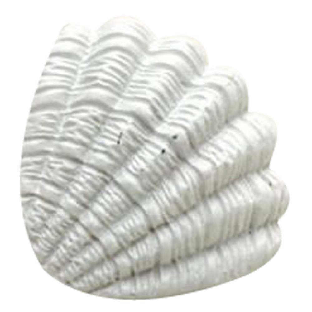 Set of 3 Delicate Shell Marine life Resin Kids/Adult Drawer Handles